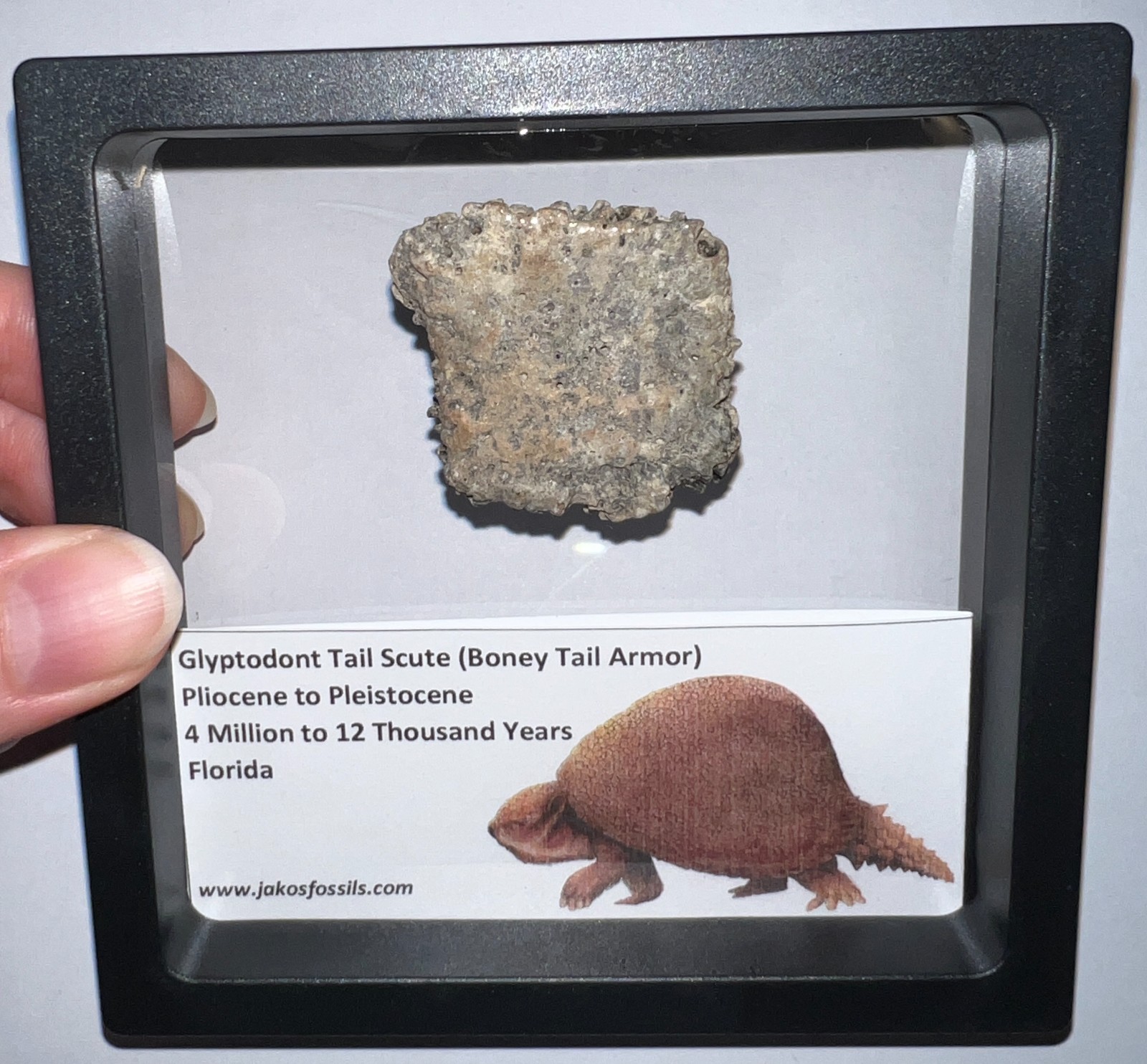 Framed RARE Ice Age Fossil GLYPTODONT Tail Scute Bone Armor Lot! ONE PER ORDER!