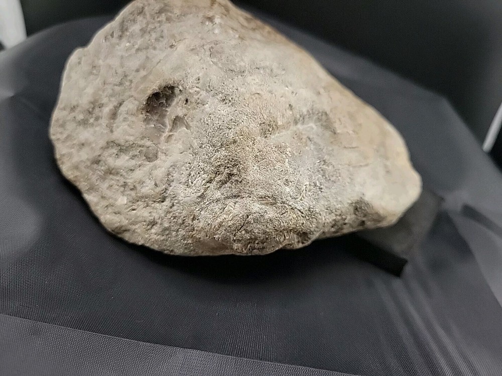 fossilized clam shell