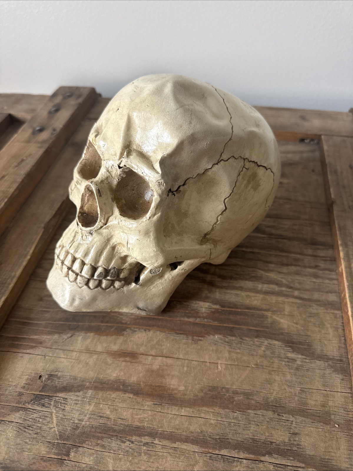 Vintage Fake Life Size Human Skull - skeleton anatomy oddity