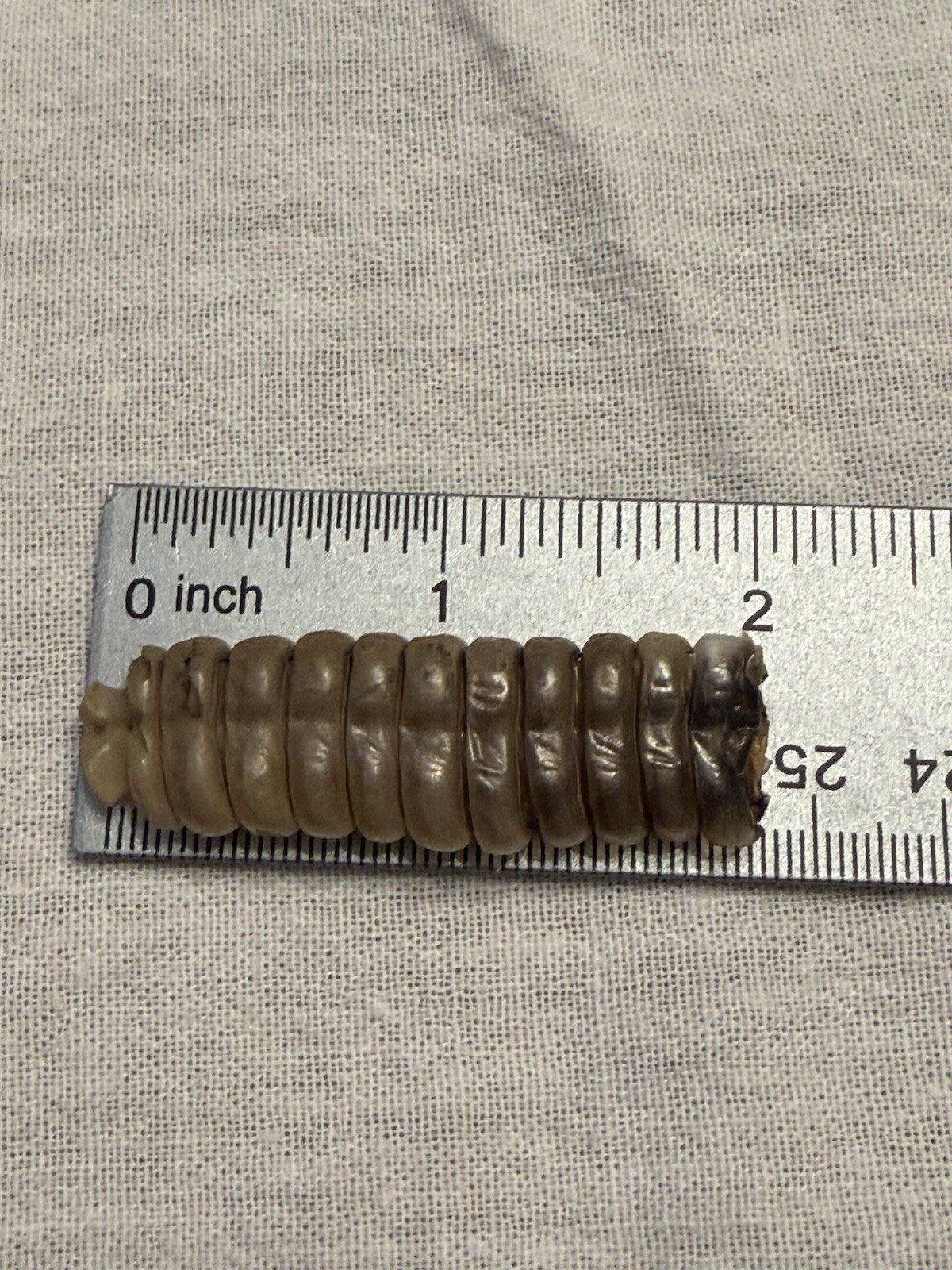 Rattlesnake Rattles ~ Lot Of 4 Rattles