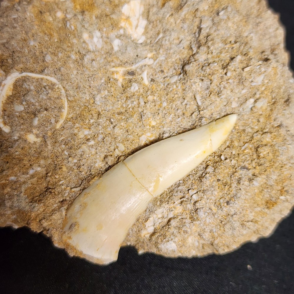 Fish Vertebrae in Matrix