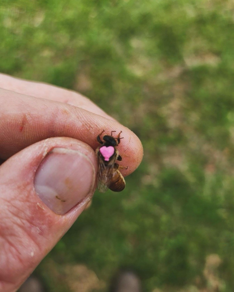 BEEKEEPERS QUEEN MARKING PEN SET