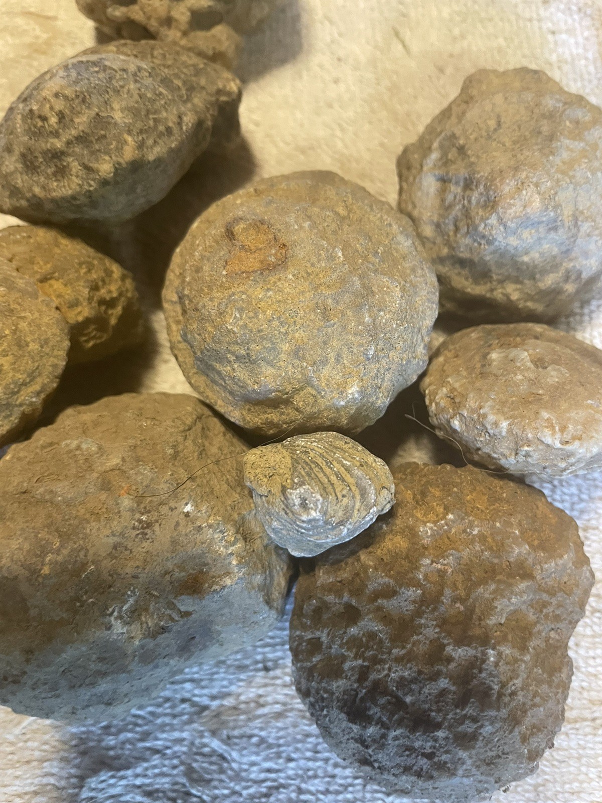 26-VARIOUS KENTUCKY FOSSILS. NICE ONES. 1” TO 2 1/2”.