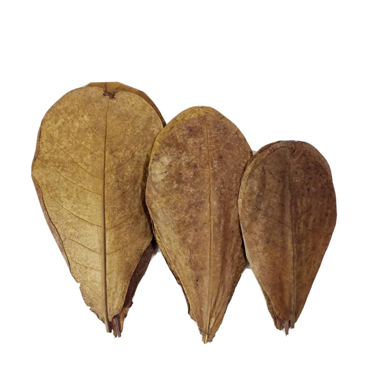 1000 leaves, 5"-8" Indian Catappa Almond Leaves, Tannin Rich, Premium Grade