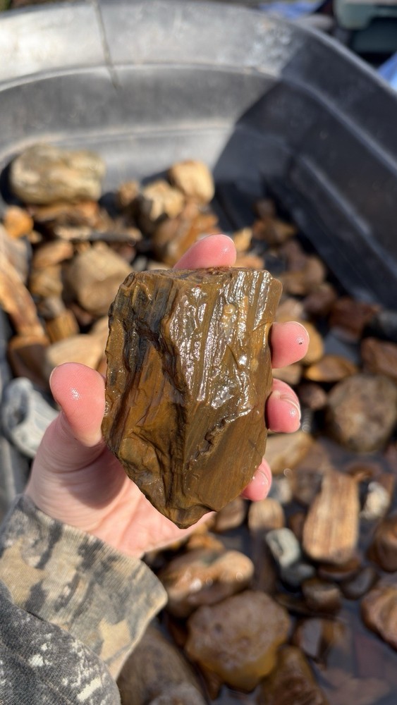 PNW Agatized Petrified Wood from Washington State