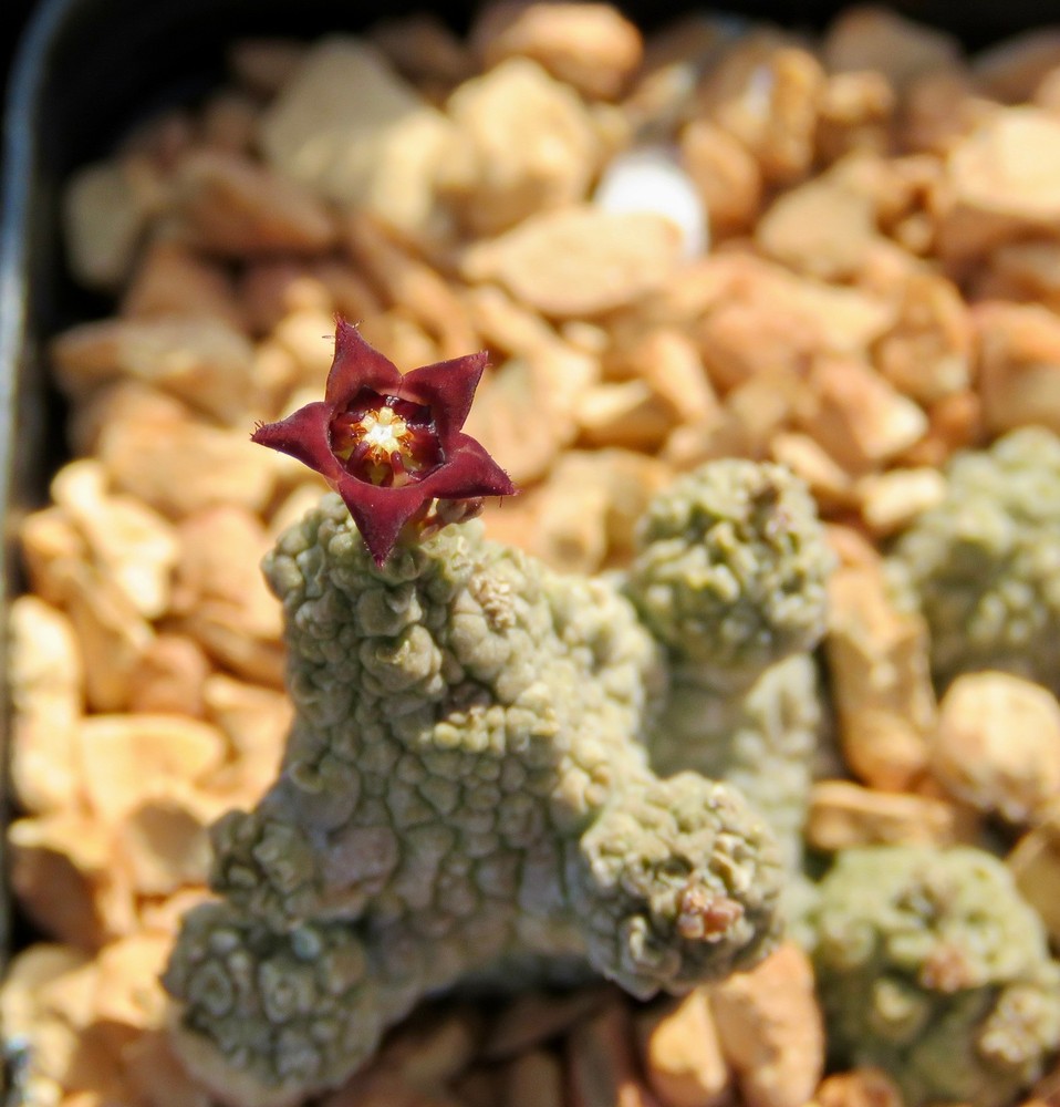 Pseudolithos caput-viperae hybrid; mature plant (2" pot)