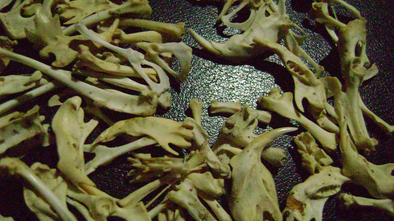 100 REAL RAT BONES taxidermy OCCULT ART crafts STEAMPUNK LOT animal skeleton