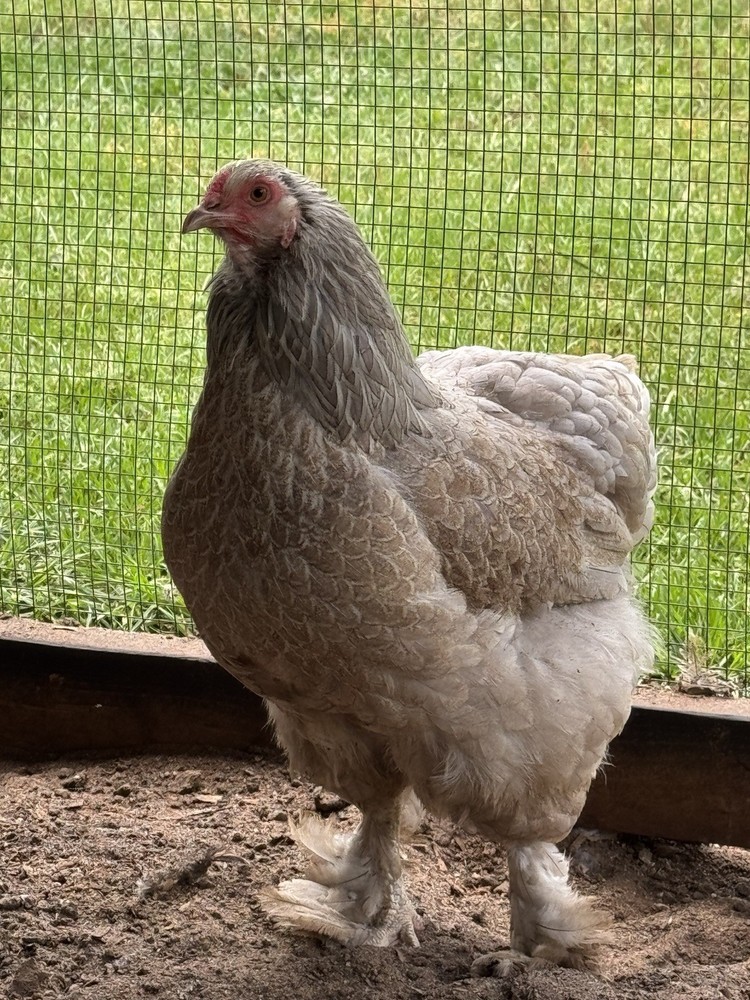 12+ Blue/Black/Splash SILVER/GOLD Partridge Brahma Hatching Eggs