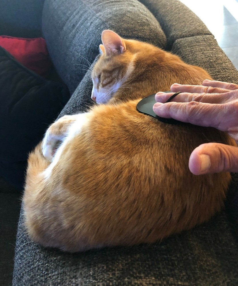 Pet Kitty-Cat Palm Brush and Massager