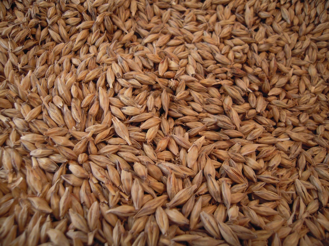 Premium Distiller Grains for RYE WHISKEY /Shine All Grain & Yeast- Ships FREE!