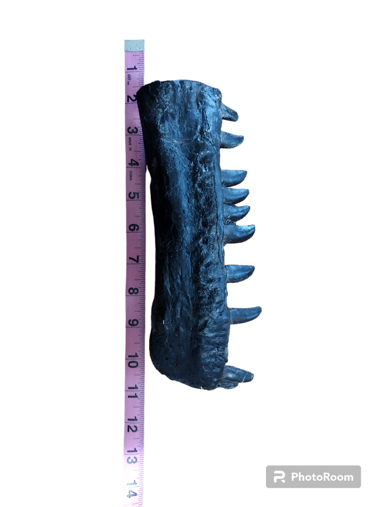 Allosaurus fragilis partial dentary fossil replica