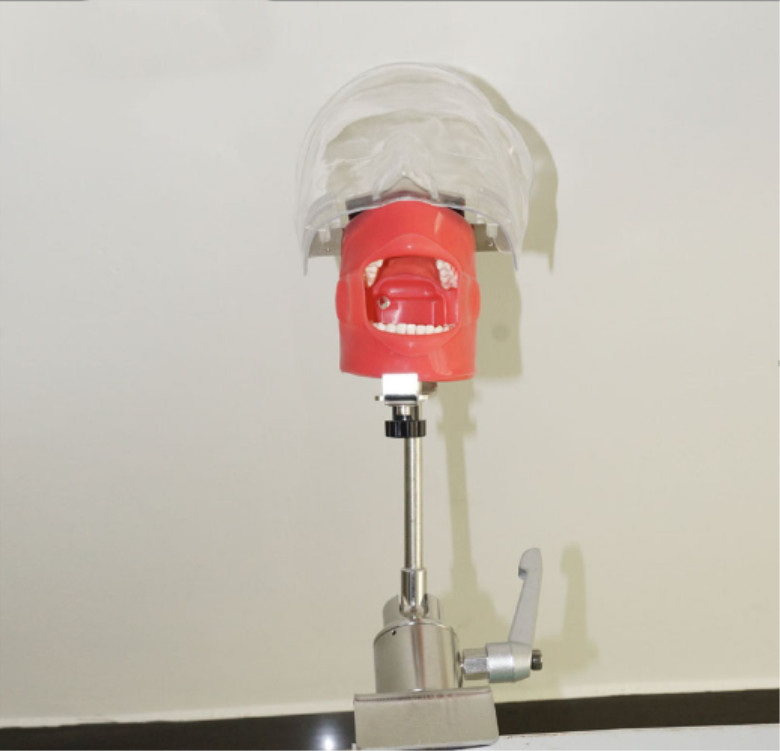 Dental phantom head model with Replacement Teeth simulator Bench mounted AU