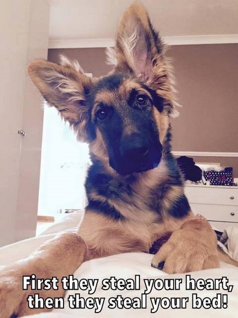 German shepherd  refrigerator magnet 2 1/2x 3 1/2"