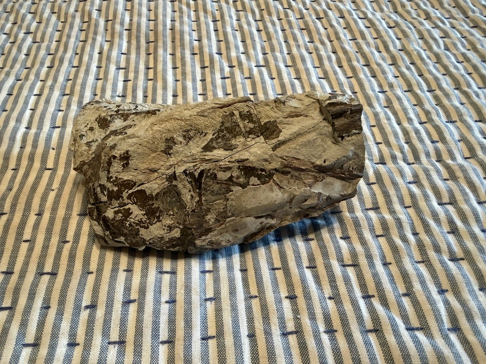 Fossilized Fish Skull With Teeth