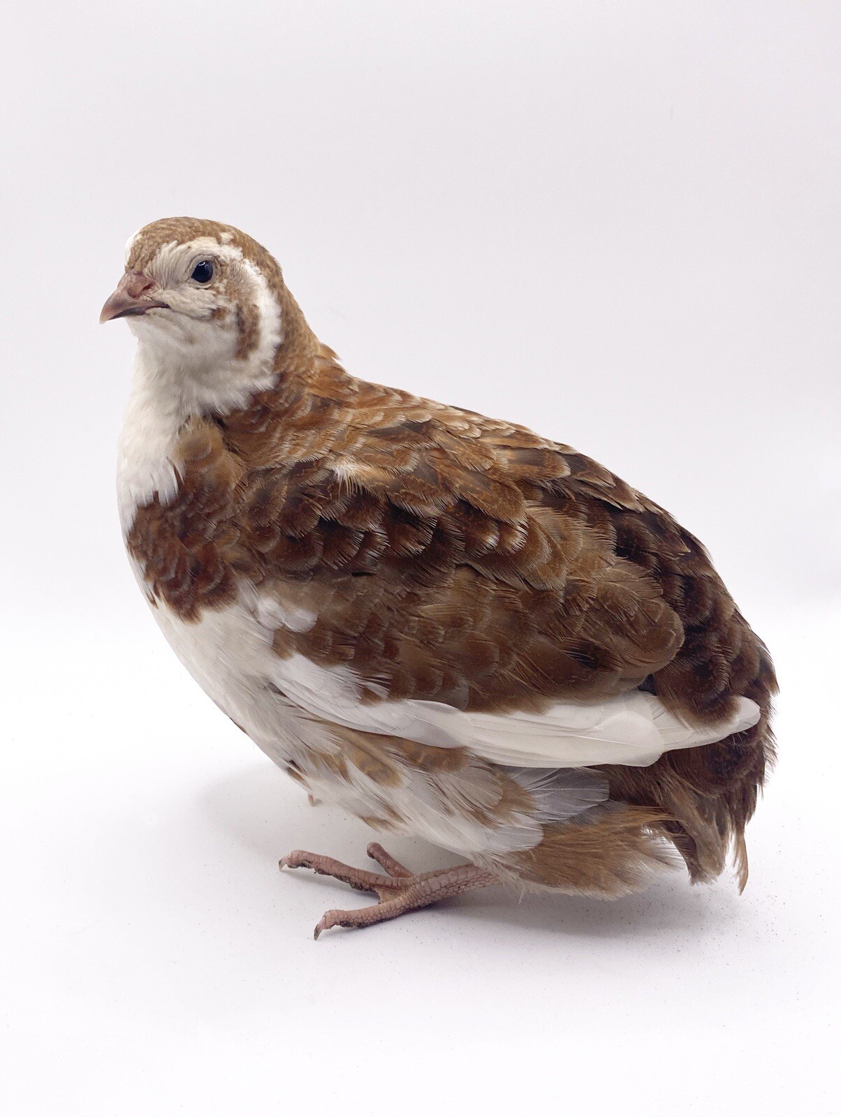 100+ Celadon Blue Coturnix Quail Hatching Eggs - Tuxedo, White, Red Range + More