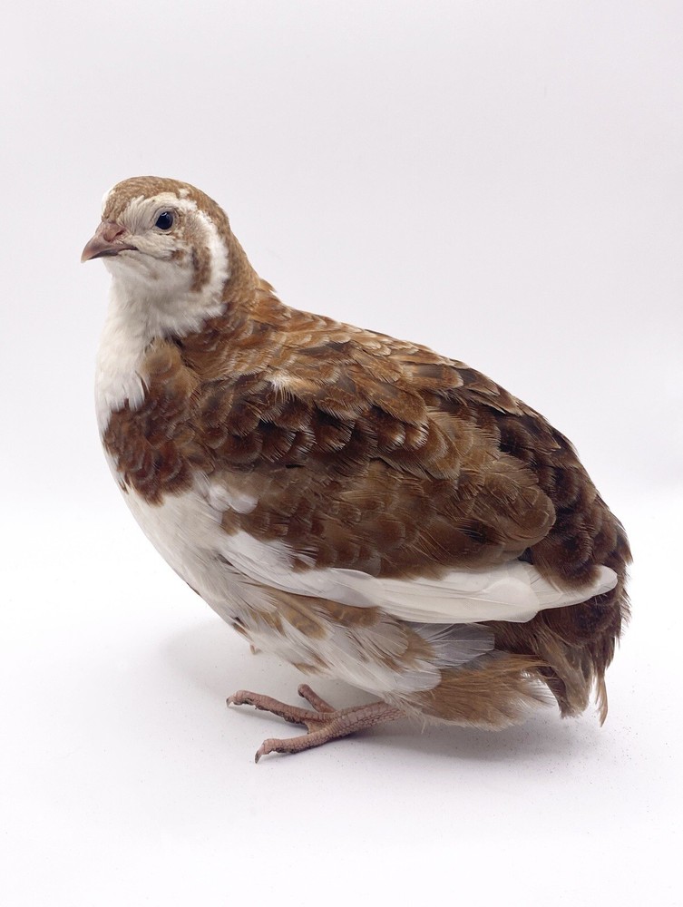 24 Celadon Coturnix Quail Hatching Eggs - Blue Egg Layers