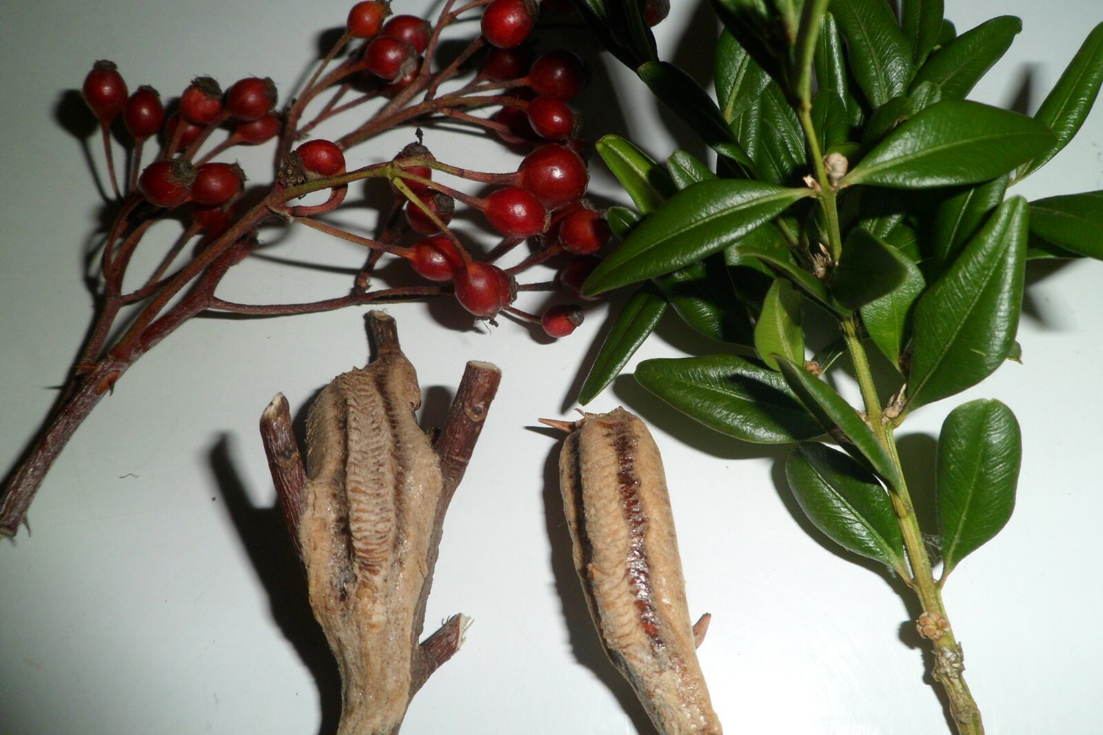 20 Freshly Harvested Carolina Praying Mantis Egg Cases Fresh Picked 2026 season.