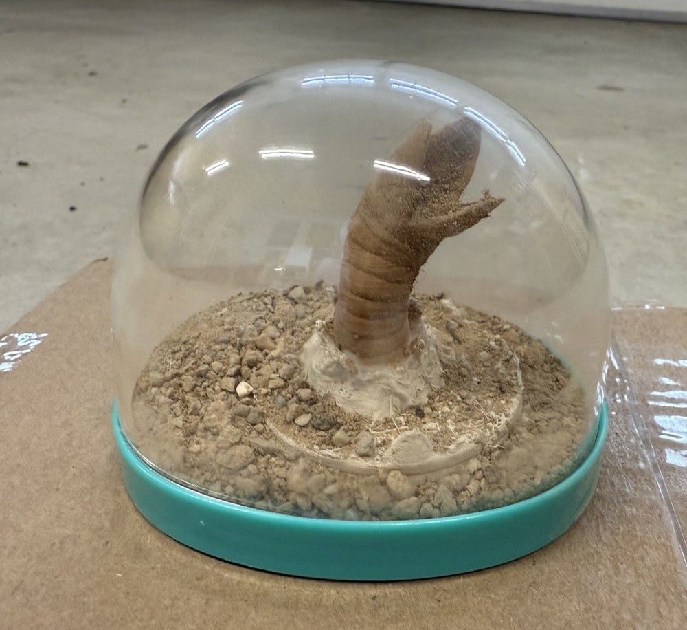 Dune Sandworm Dirt Sand Globe