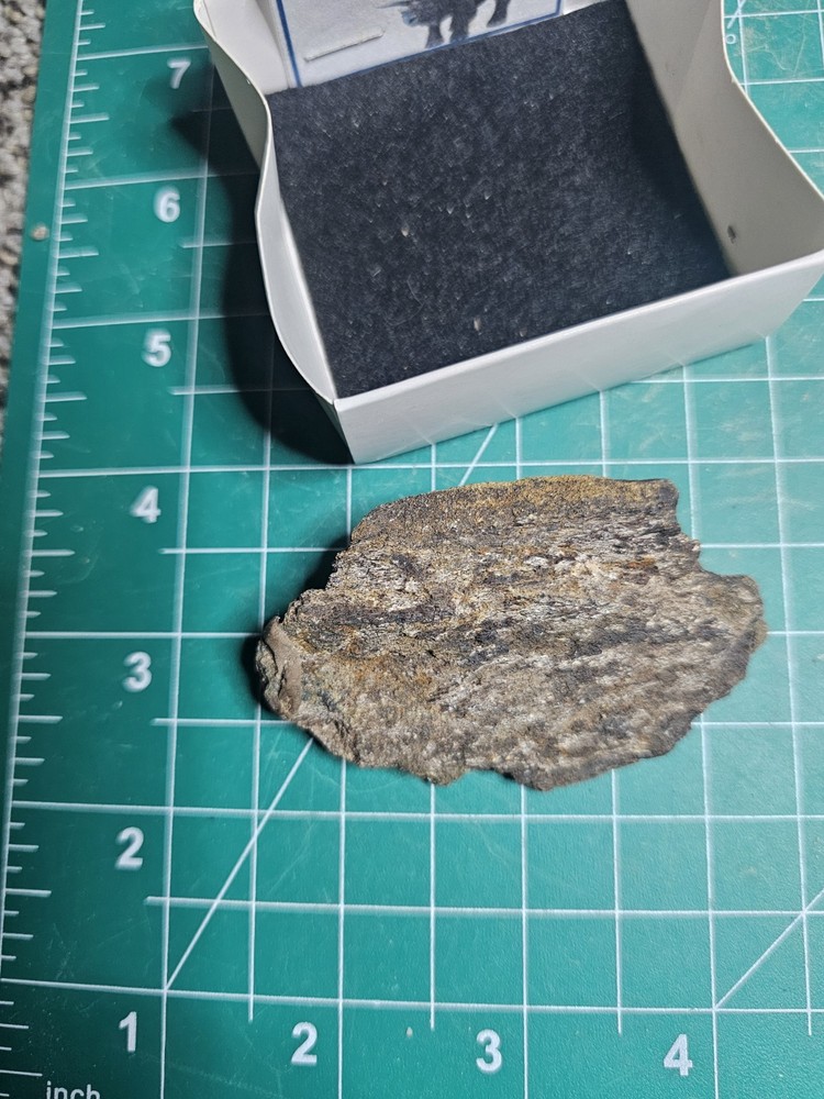 Triceratops Frill – Hell Creek Formation