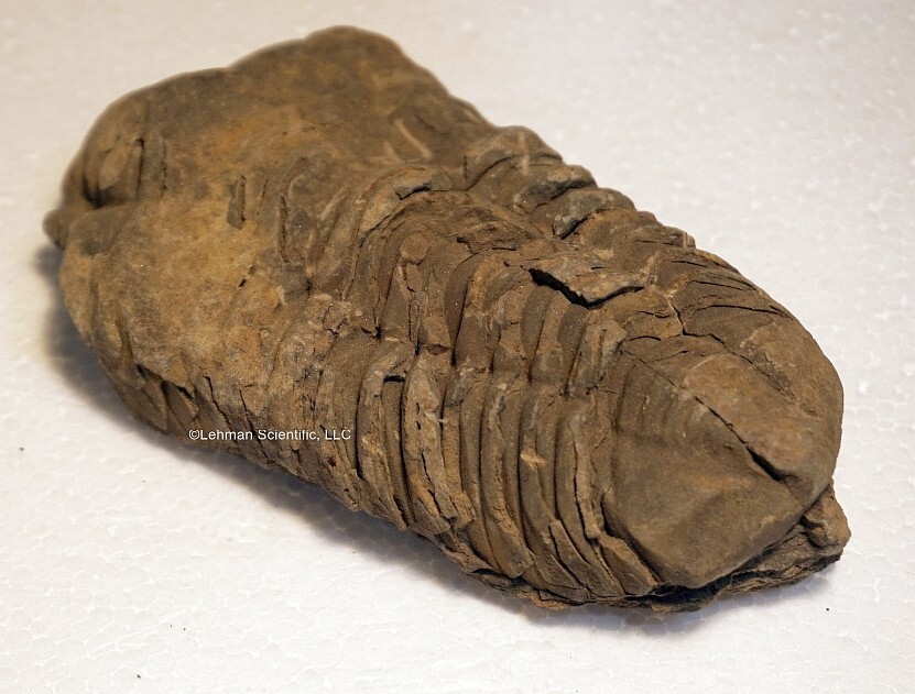 Trilobite Fossil, 137gm.