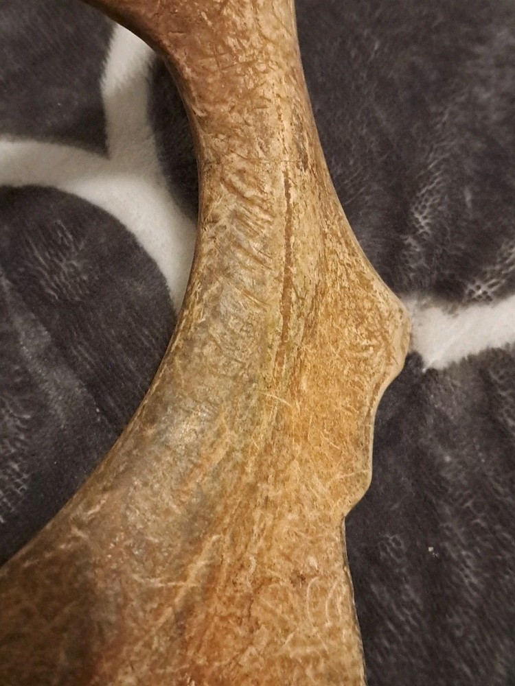 One Fallow Deer Antler. Appx 19 Inch Long.