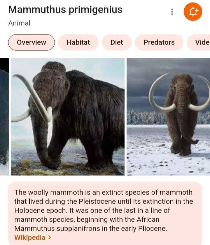 Nebraska Mammoth Toe Bone