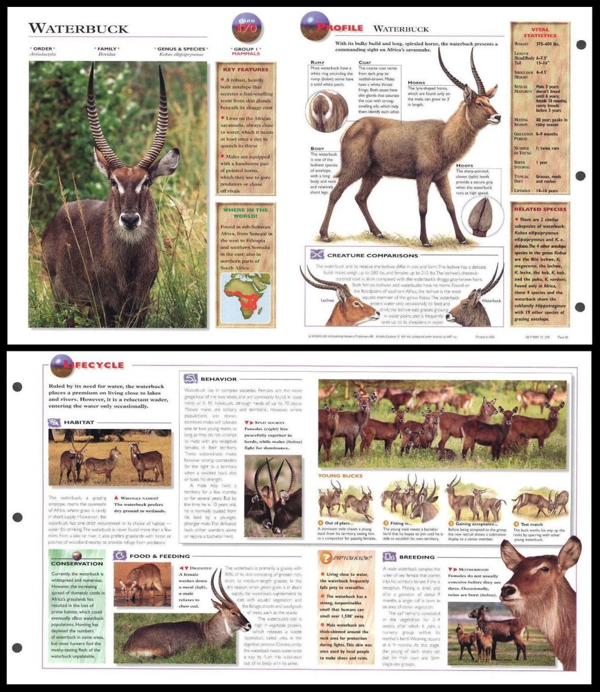 Fold-Out Sheet - Waterbuck - 170