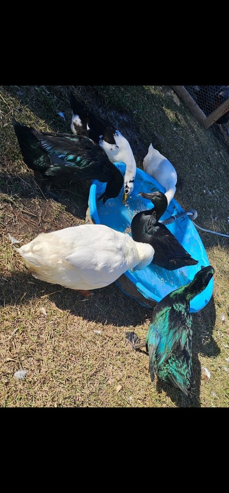 Cayuga, Ancona, Jumbo Pekin Hatching Eggs