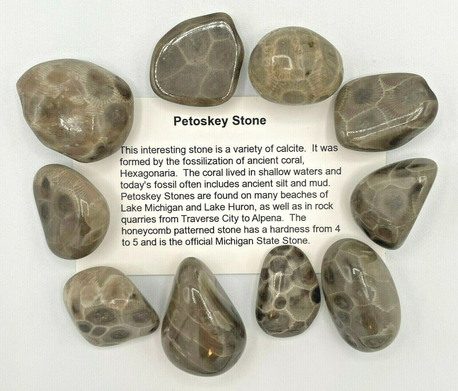 ***GREAT PRICE*** A SET OF 4 PETOSKEY STONES - BELOW RETAIL PLUS FREE SHIPPING!