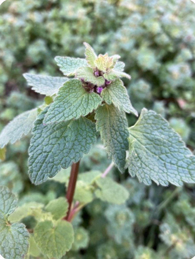 Purple Dead Nettle Dried Herb, Protection, Grounding, Abundance, Folk Magic