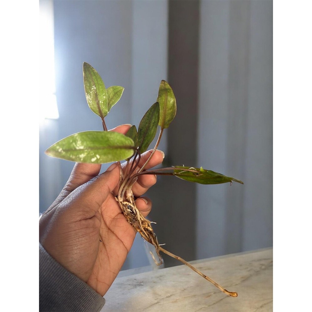 Cryptocoryne Bundle Pack – Undulata + Wendtii Brown + Wendtii Red