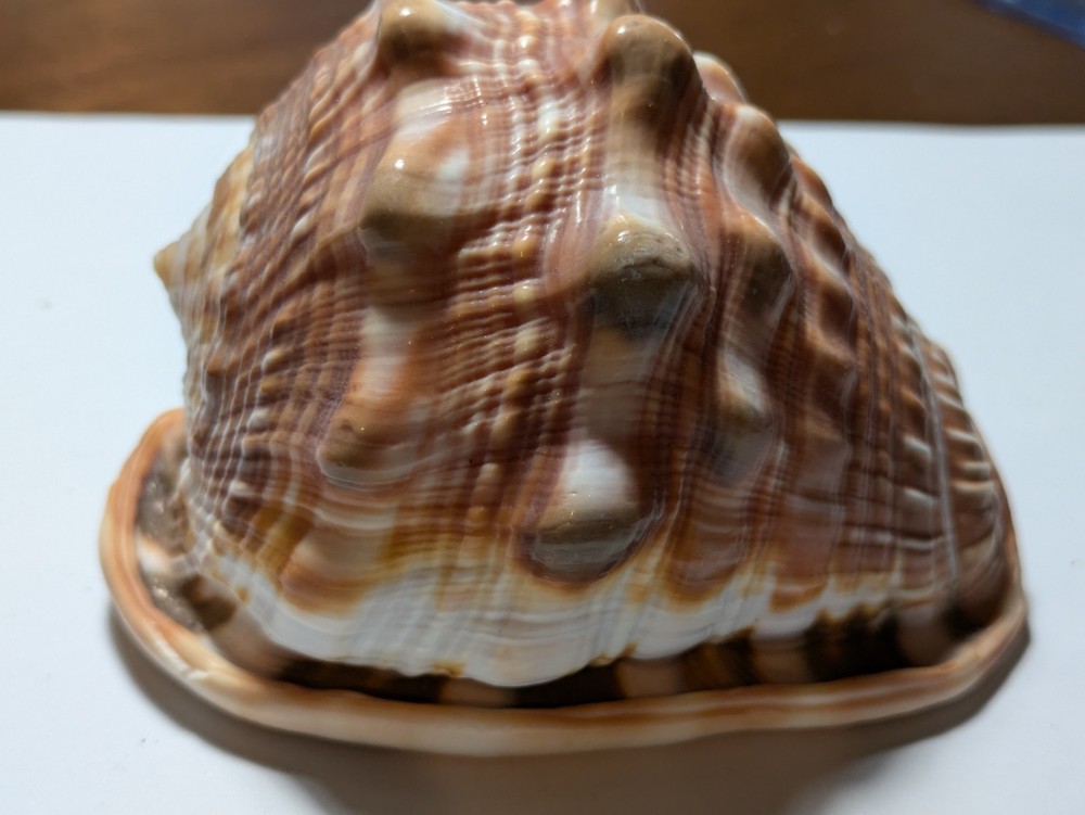 Cassis Glaucum Bonnet Shell