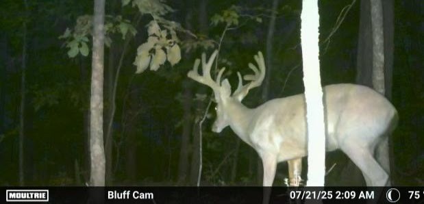 Ultimate Bear, Deer, and Wild hog Call Lure!