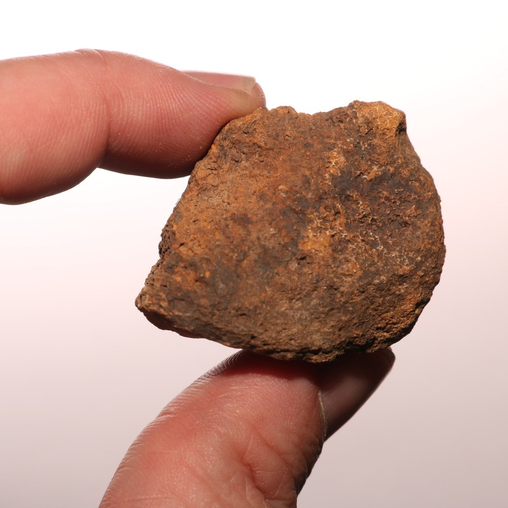 Very Nice Dinosaur Vertebrae Process Bone Fossil Hell Creek Formation Cretaceous