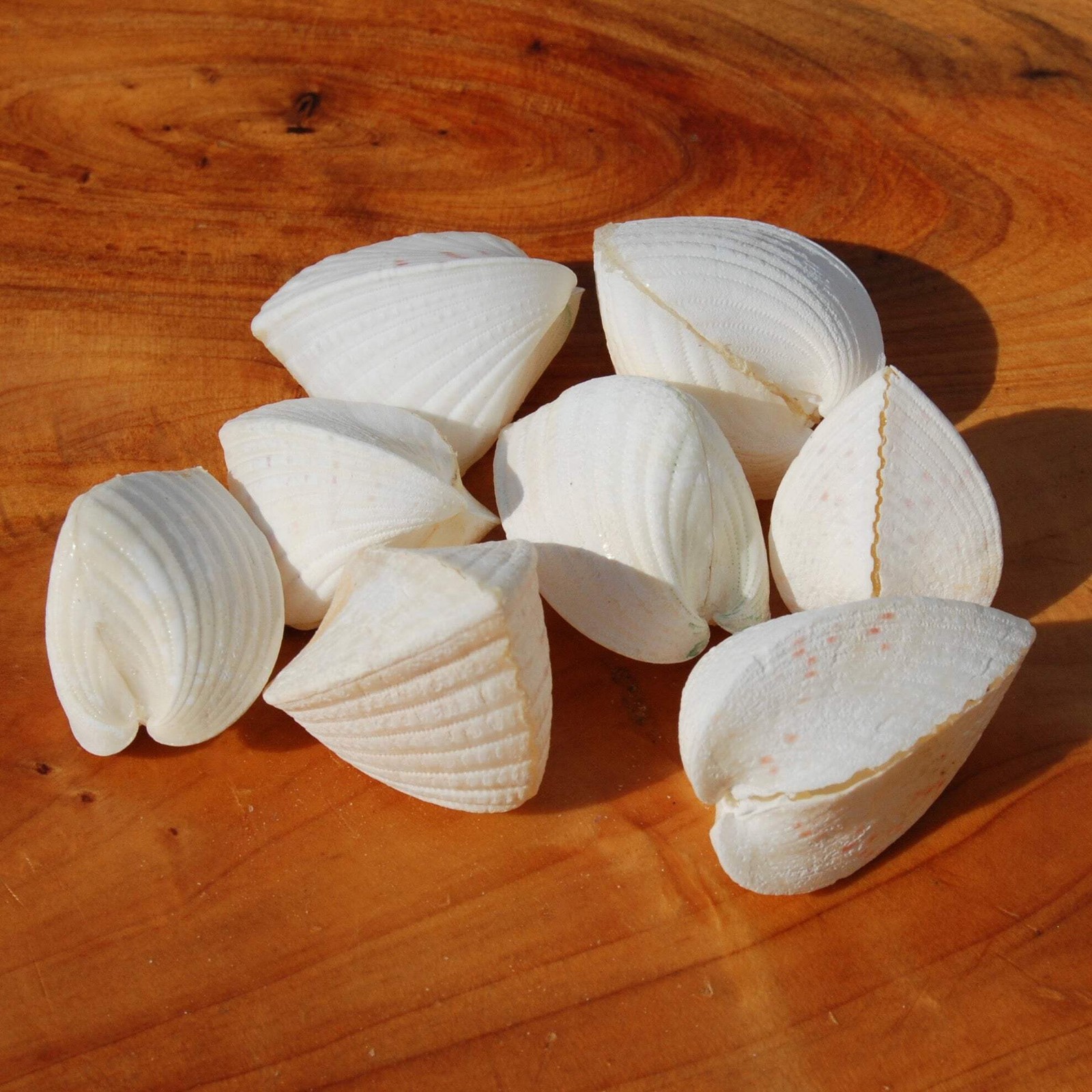 6pc White Cardium fragnum Small Heart Shaped Cockleshell Pairs