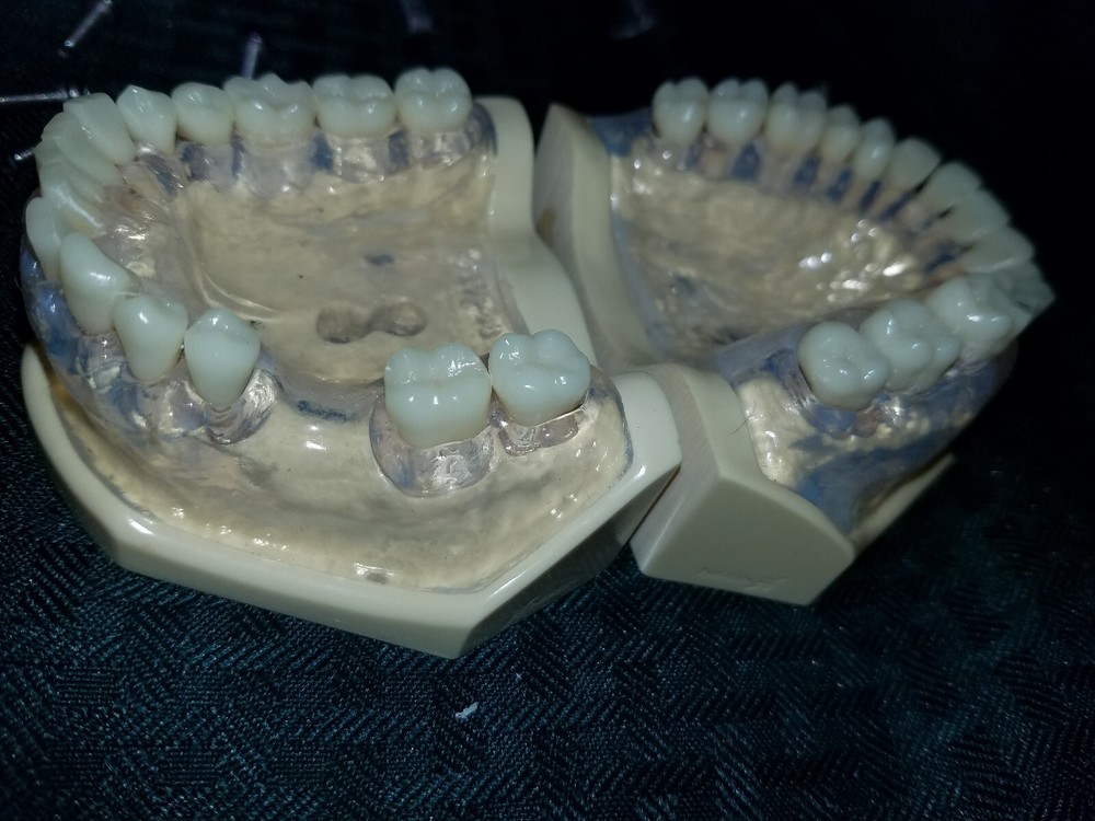 Dental Model Nissin. practical training. education.