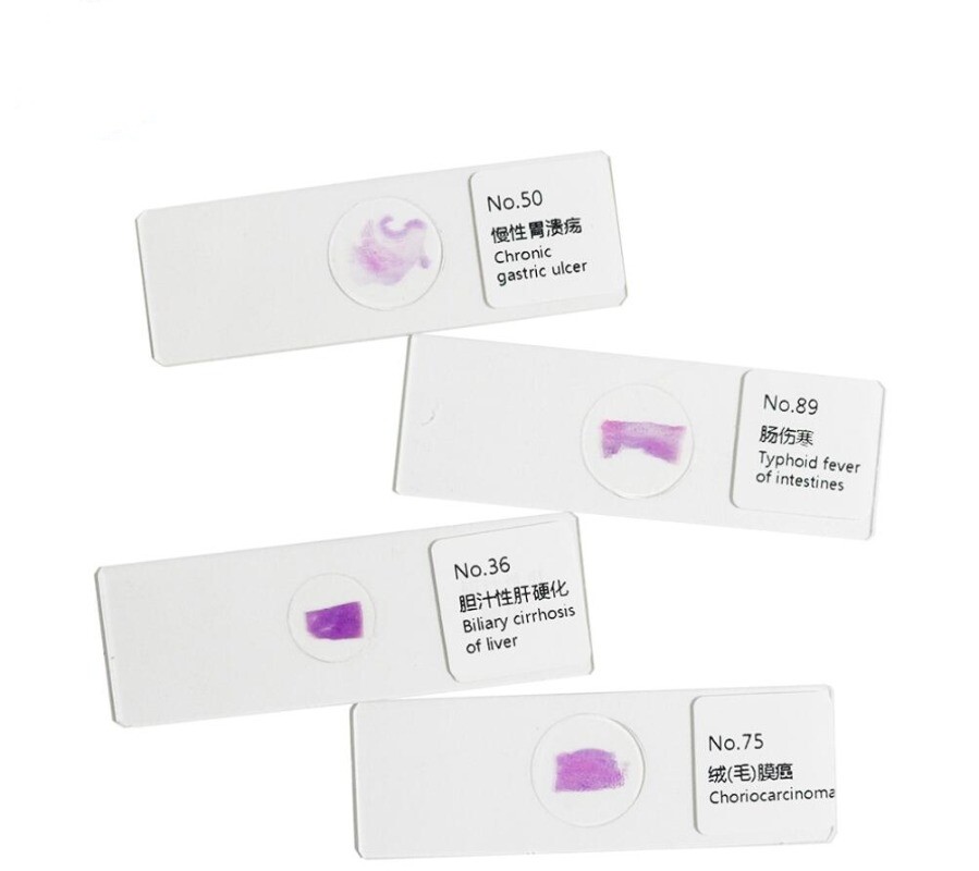 100PCS Mammal Pathological Section Typical Prepared Specimen Slides