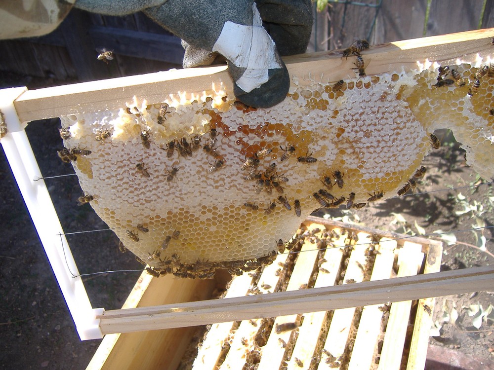 Bee Frame Plastic Ends Deep 9 1/8" 60 pc. Made in U.S.A.