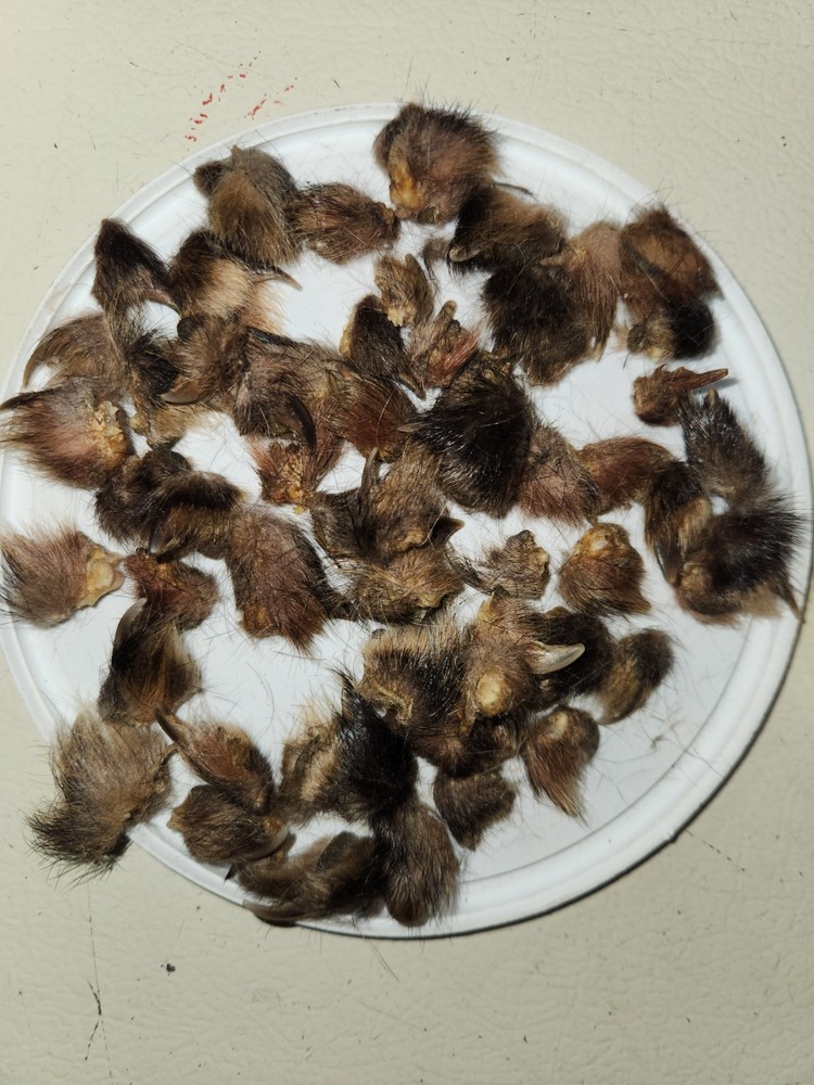 Red Fox Claws For Crafting Or Leatherworking