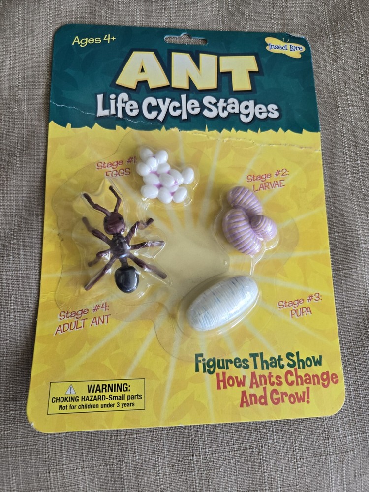 Science - Ant Life Cycle