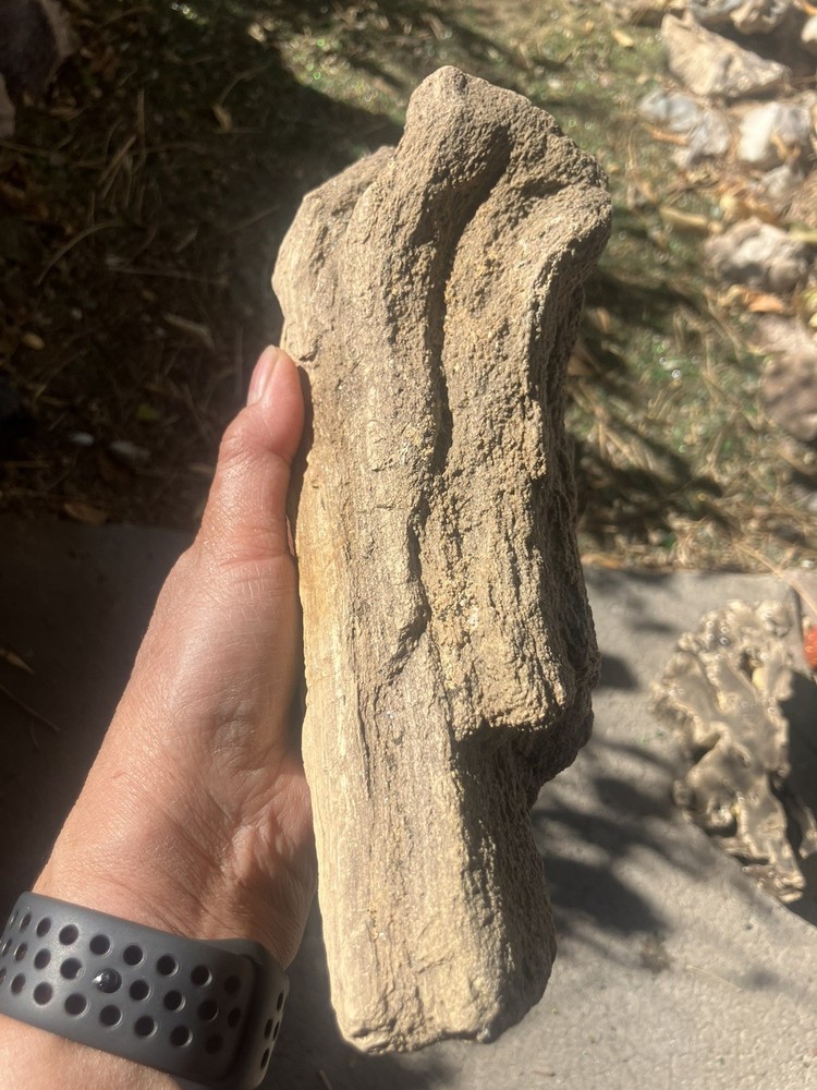 Conifer Petrified Wood (NM)