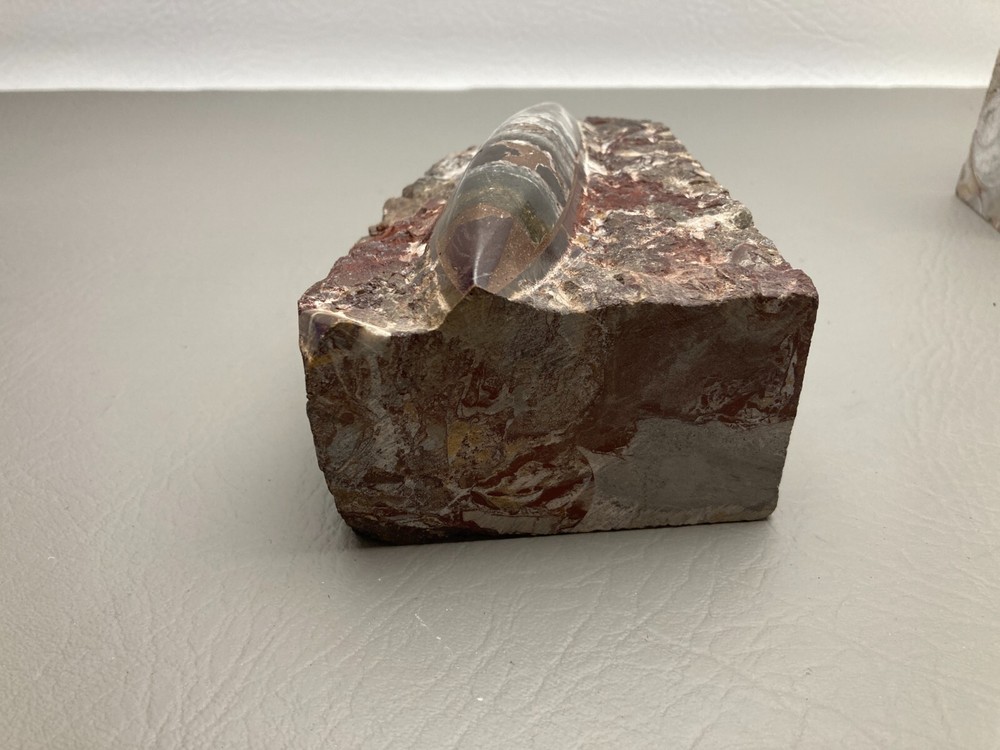 Fossil Orthoceras Bookends