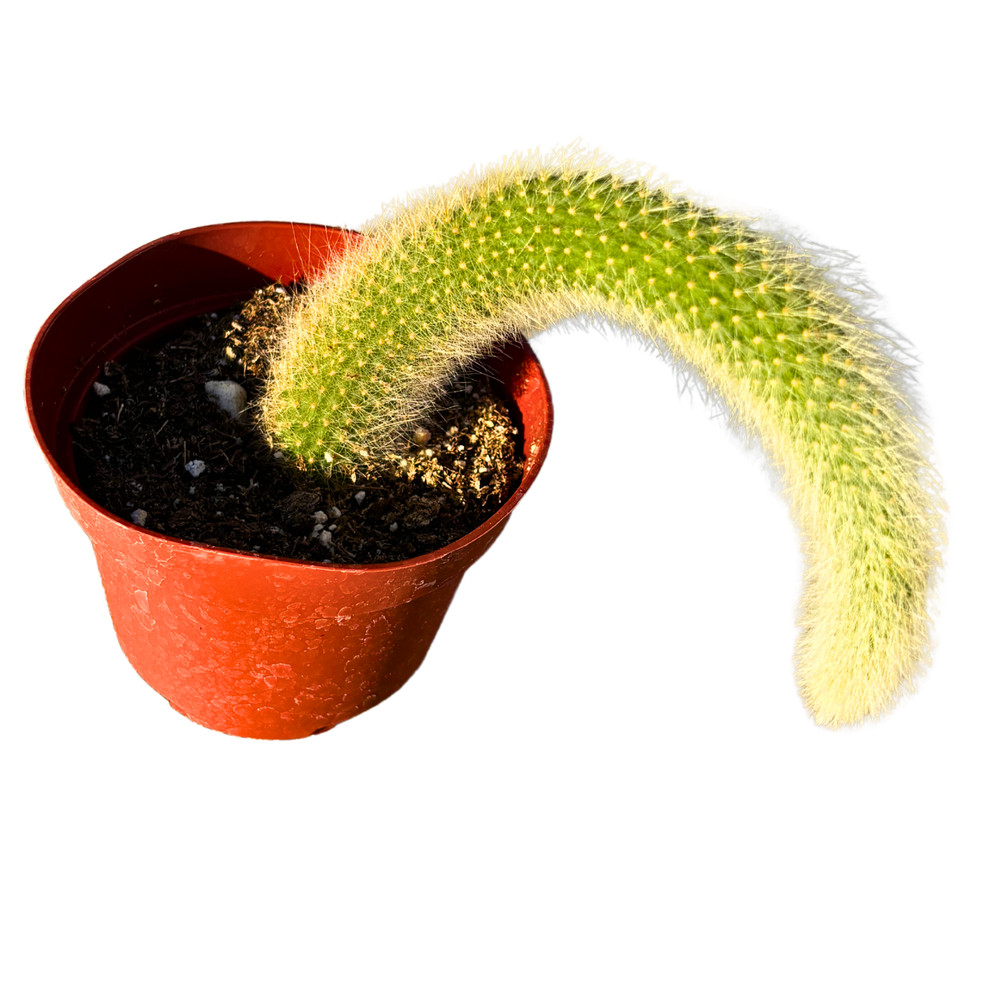 4" Monkey Tail Cactus | Hildewintera Colademononis