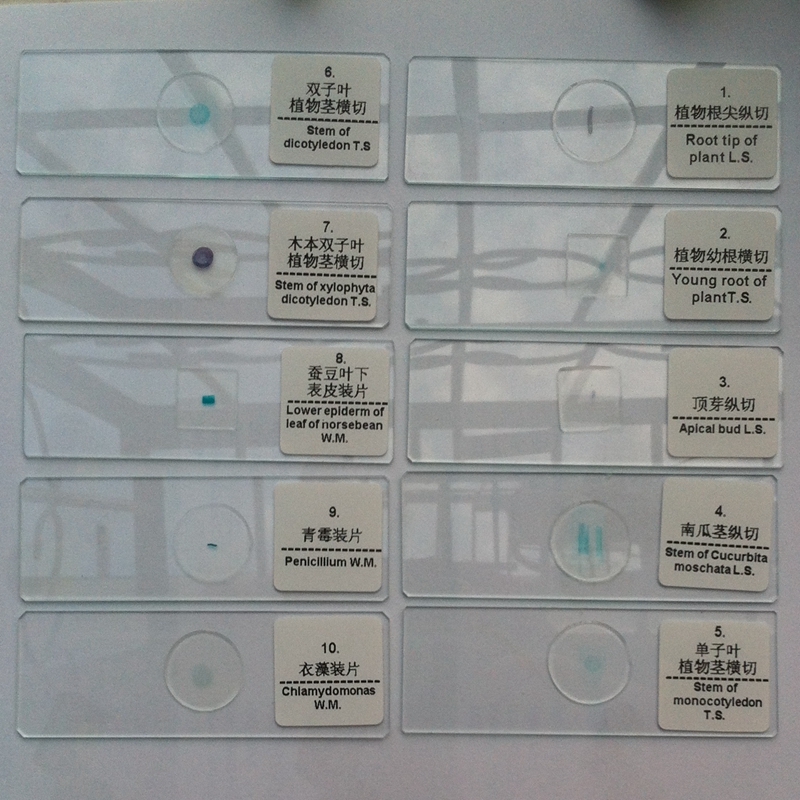 50pcs Glass Prepared Microscope Slides Biological Microscope Specimen Set