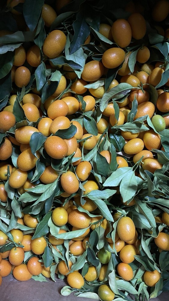 Fresh Kumquat  Fruit 2LBS