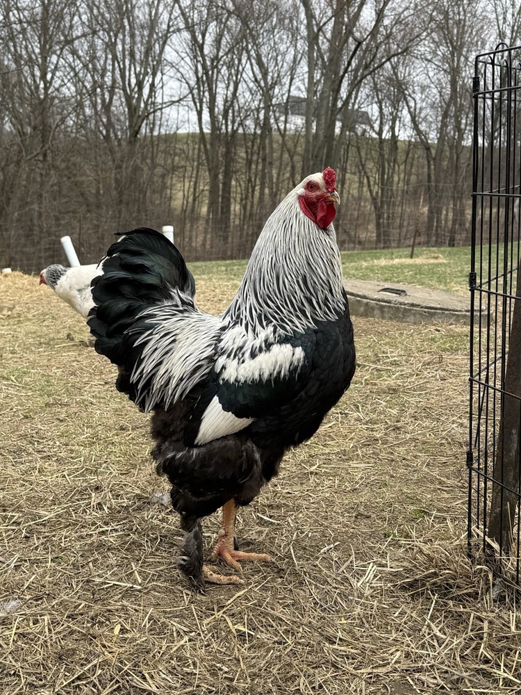 12 Dark Brahma hatching eggs