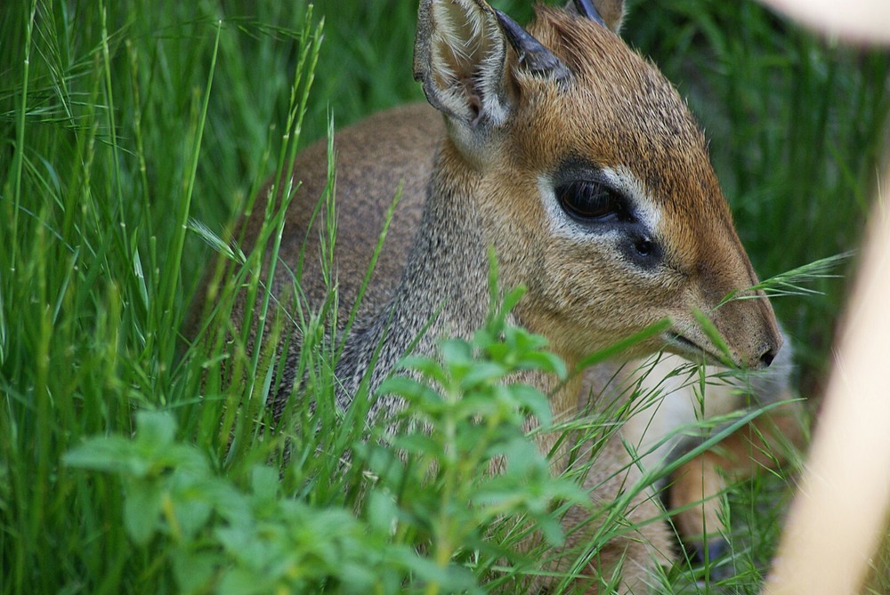 Dik Dik Taxidermy Reference Photo Cd