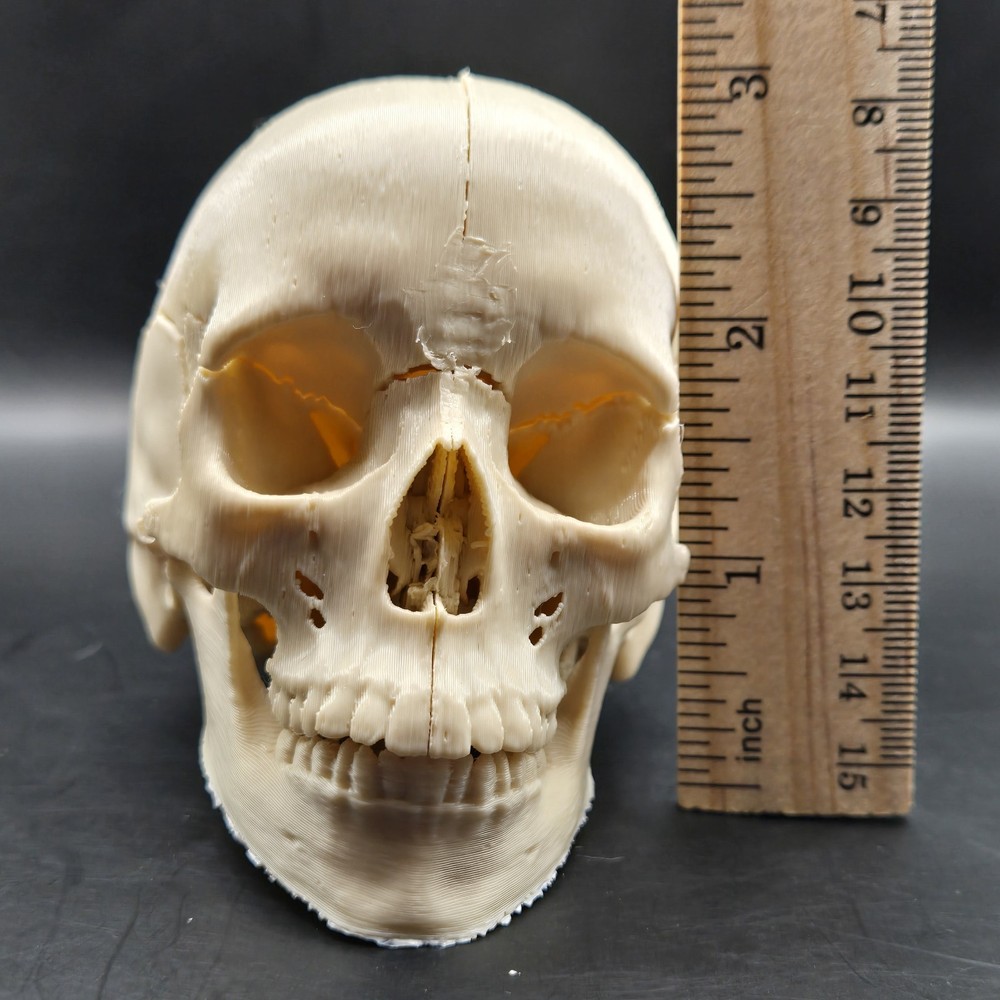 Tiny Human replica mini Skull 3D Print anatomically correct Gag gift 3"