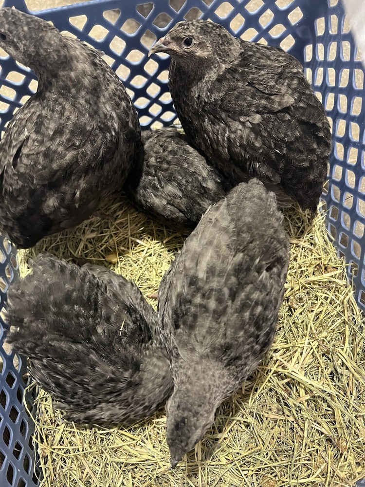 48 All Black Coturnix Quail Hatching Eggs