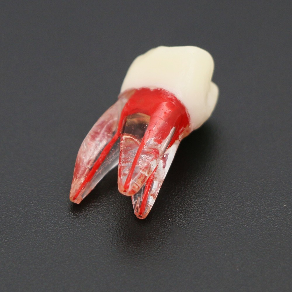 US Dental Root Canal Practice Model Teeth Pulp Study RCT Endo File 7 Sizes